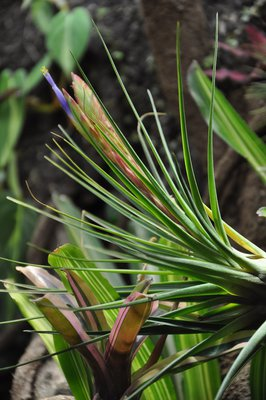 T. tricolor melanocrater