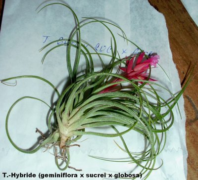 T. Hybride (geminiflora x sucrei x globosa).jpg