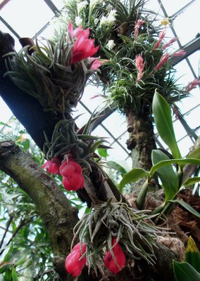 T. sprengeliana-Gruppe, Orchideenausstellung 2014, Palmengarten FFM