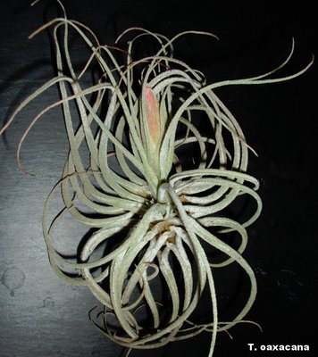 T. oaxacana