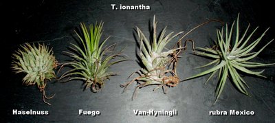 T. ionantha-Gruppe