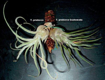 T. pruinosa.jpg