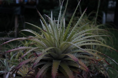 Dyckia grün