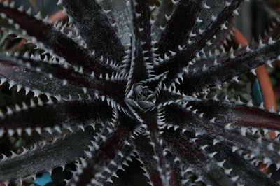 Dyckia rot