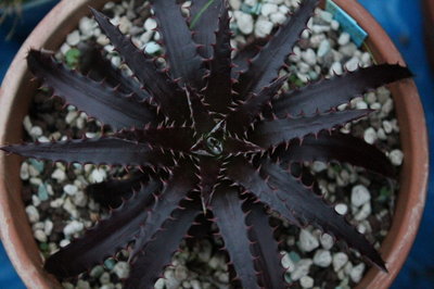 Dyckia rot