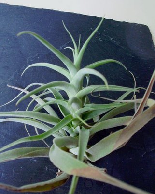 T. cacticola.jpg