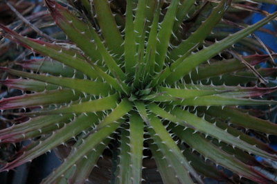 Dyckia grün