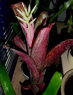 Billbergia Afterglow1.jpg