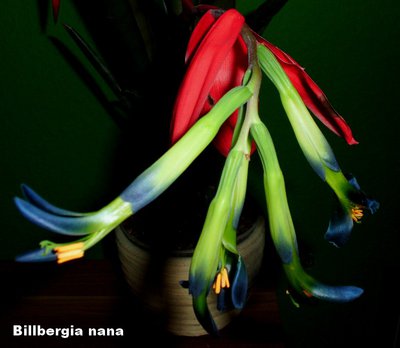 Billbergia nana2.jpg