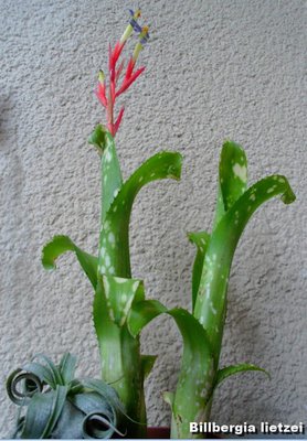 Billbergia lietzei.jpg