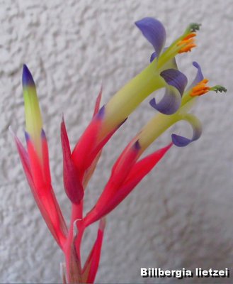 Billbergia lietzei1.jpg