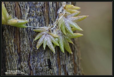 T. angulosa k.jpg