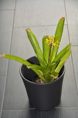 Aechmea winkleri2.jpg