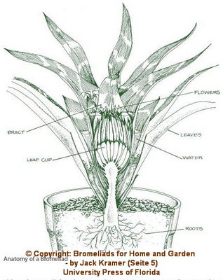 © Copyright: Bromeliads for Home and Garden - by Jack Kramer (Seite 5)<br />Verlag: University Press of Florida