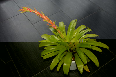 Tillandsia guatemalensis1.jpg