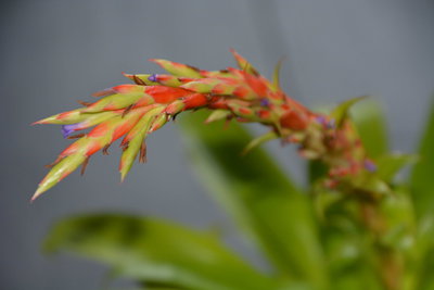 Tillandsia guatemalensis2.jpg