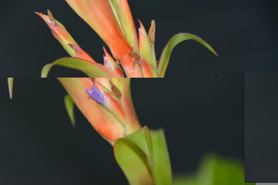 Tillandsia guatemalensis3.jpg