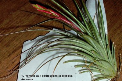 T. vernicosa x caulescens x globosa1.jpg