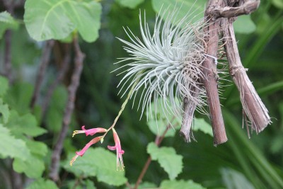 T. argentea