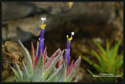 T. ionantha v. vanhyningii (Sumidero) stack k.jpg