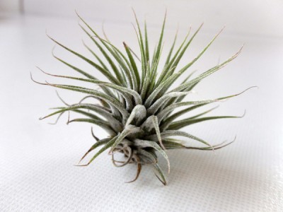 T ionantha ionantha.jpg