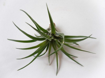 T stricta.jpg