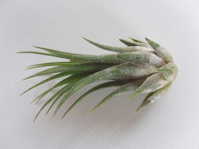 T ionantha.jpg