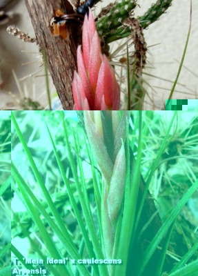 T. MI x caulescens2.jpg