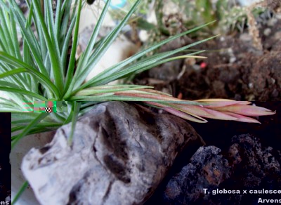 T. globosa x caulescens1.jpg