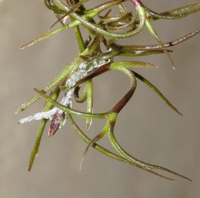 Tillandsia usneoides 100%(1556).JPG