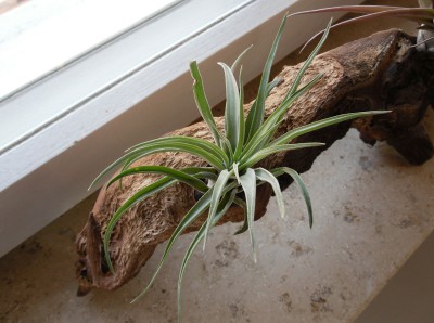 T stricta_Feb15.jpg