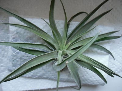 T stricta_Maerz15a.jpg