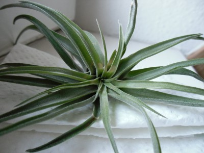 T stricta_Maerz15b.jpg