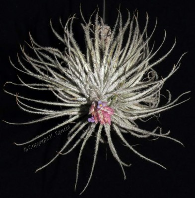 © Tillandsia tectorum (3441rgb).jpg