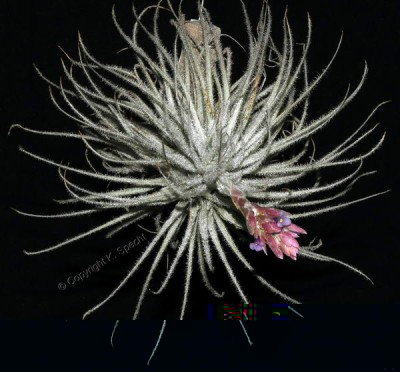 © Tillandsia tectorum (3453 RGB).jpg