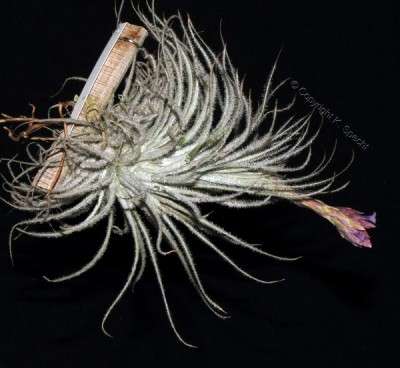 © Tillandsia tectorum (3444 RGB).jpg