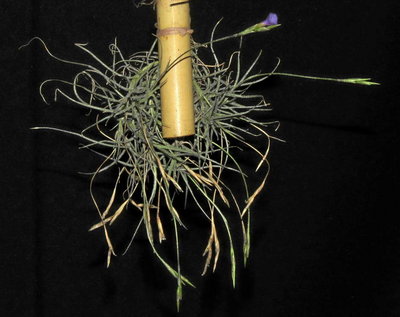 Tillandsia bandensis 0595 Forum.JPG