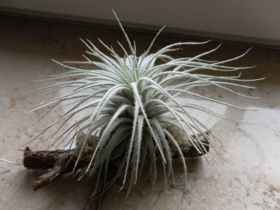 T-tectorum_1503.jpg