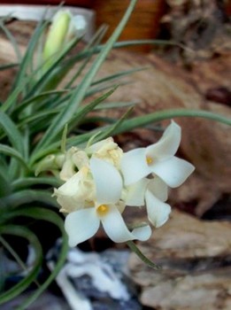 T. aeranthos var alba.jpg