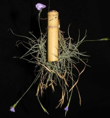 Tillandsia bandensis 0617 Forum.JPG