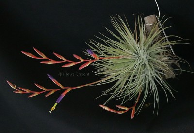 Copyright Tillandsia fuchsii 3528.jpg