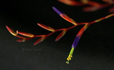 Copyright Tillandsia fuchsii 3562 PC.jpg