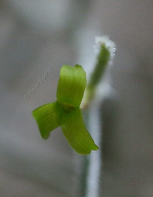 Tillandsia usneoides (3592 ©).jpg