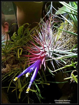 T. ionantha 3 Blüten (2) k.jpg