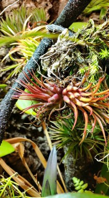 Tillandsia ionantha f. Oaxaca.jpg