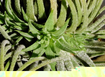 Tillandsia magnusiana with 4 offshoots Macro (Forum).JPG