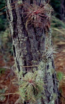 Hybride magnusiana x ionantha.jpg