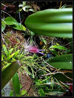 T. ionantha 3 Blüten (5) k.jpg