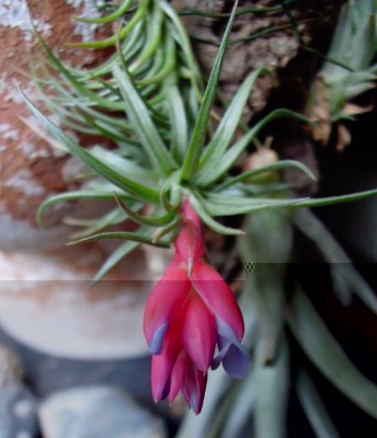 T. tenuifolia var vaginata.jpg