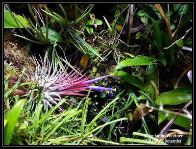 T. ionantha 3 Blüten (6) k.jpg